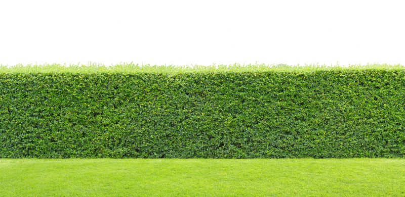 Healthy Hedge