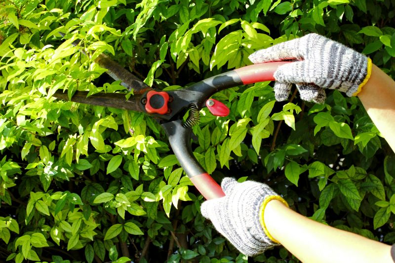 Autumn Hedge Pruning