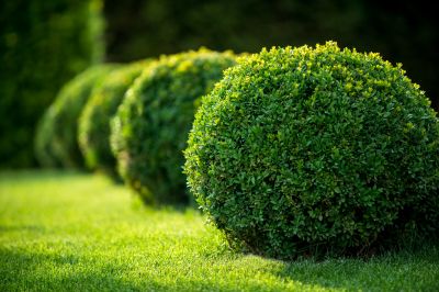 Shrubs with Symmetrical Shape