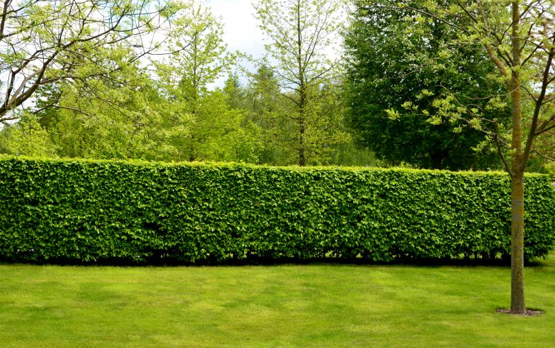 Enhance Aesthetics With Professional Hedge Cutting