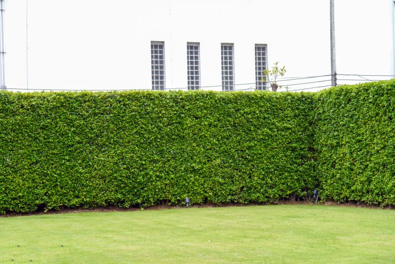 Promote Healthy New Growth By Trimming Hedges